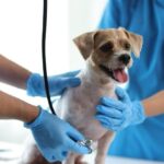 Día Nacional del Veterinario: guardianes de la salud animal y pública